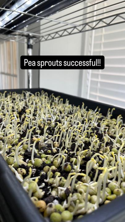 🌱 Pea Sprouts Are Up! 💪