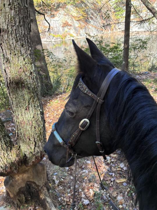 Trail ride in at the Quarry Loop Mason, NH