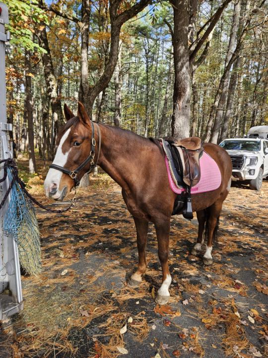 Trail ride with Angie and Victoria, another gorgeous day 😍 
