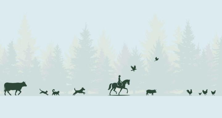 Intuitive Business Studio