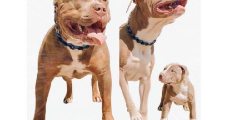 Healthy feeding for dogs