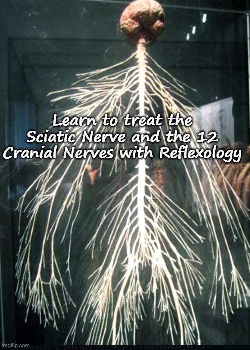 Treating the Sciatic and 12 Cranial Nerves with Reflexology