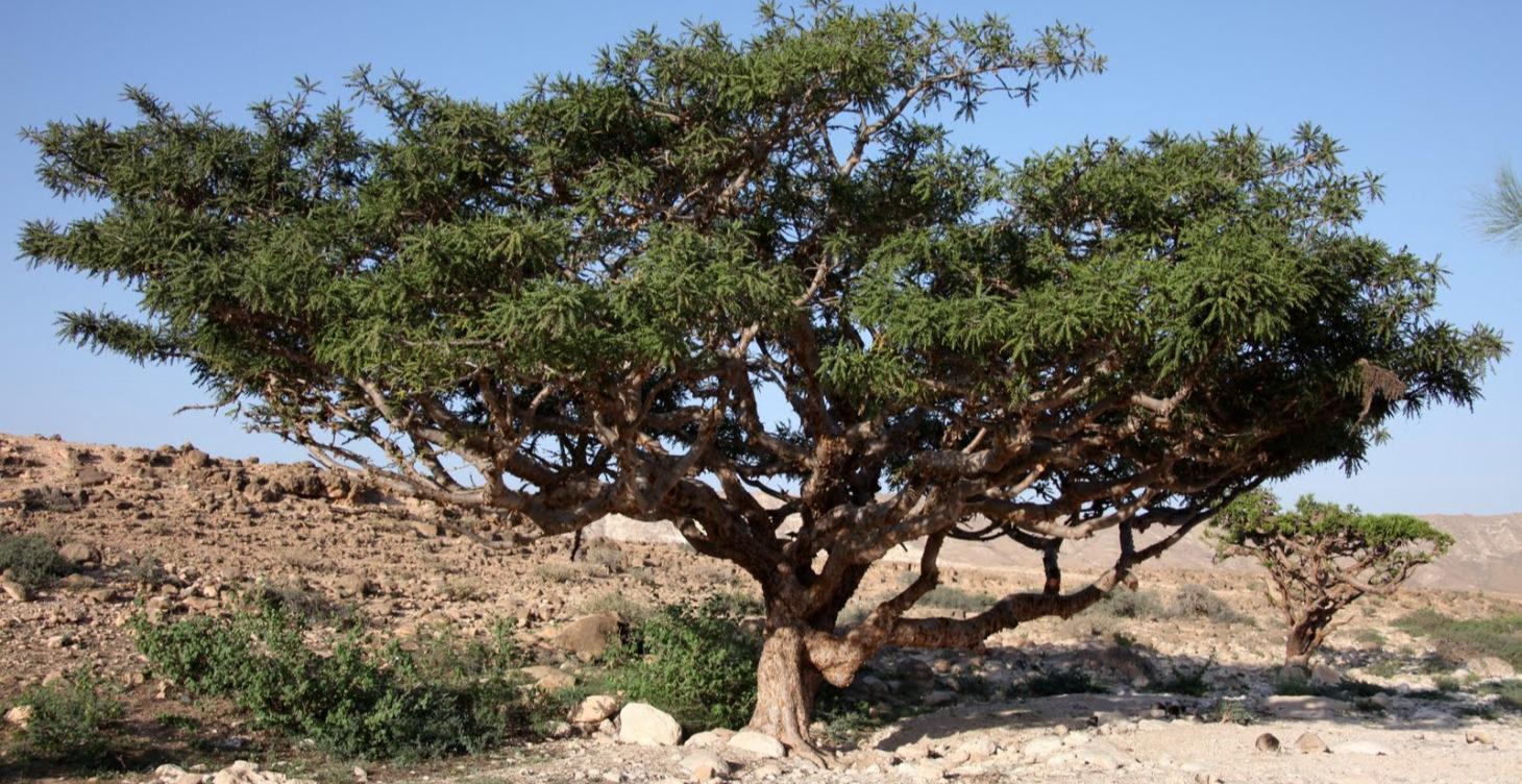 Frankincense and Archangel Zadkiel profile