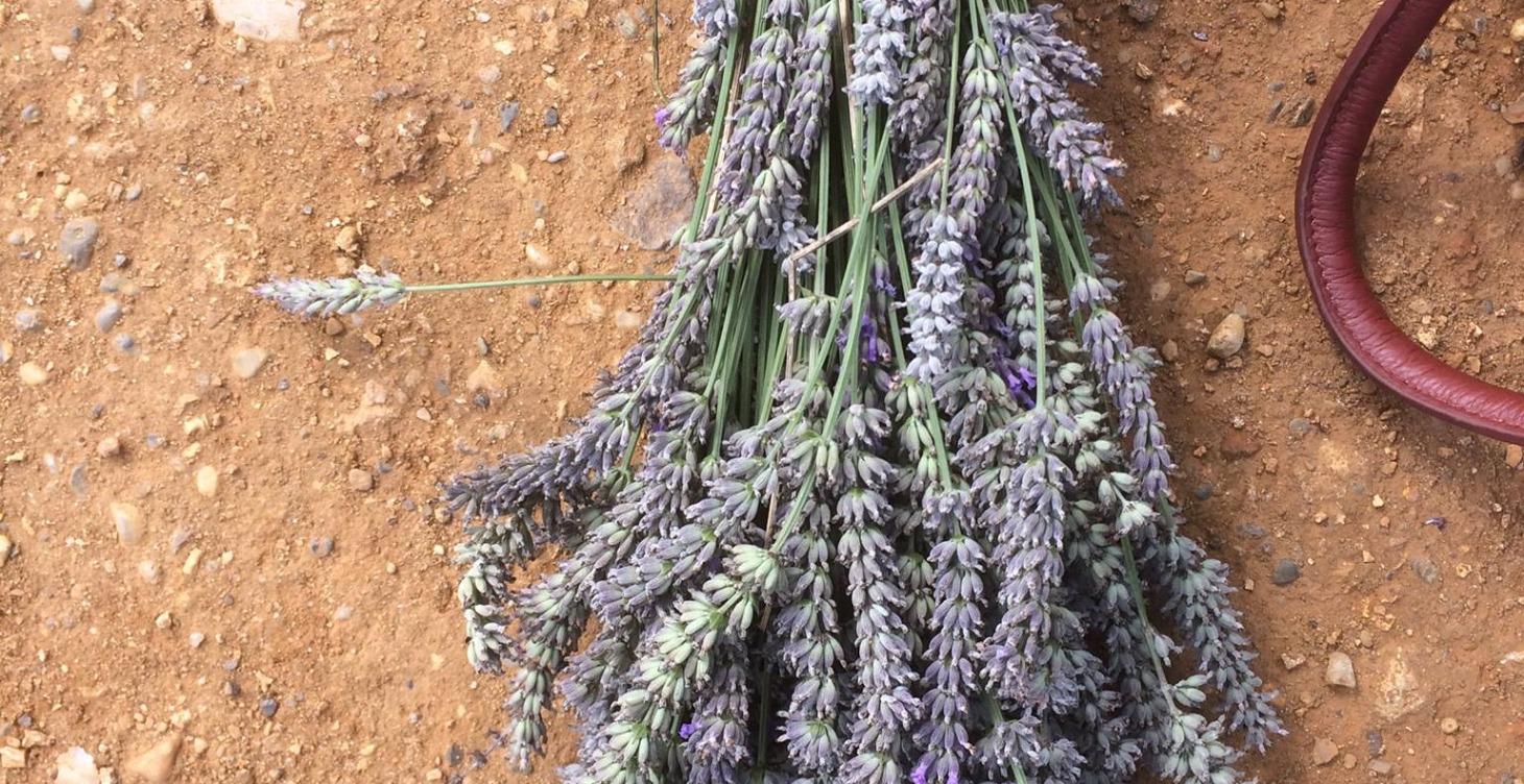 Lavender 'Calm' Profile