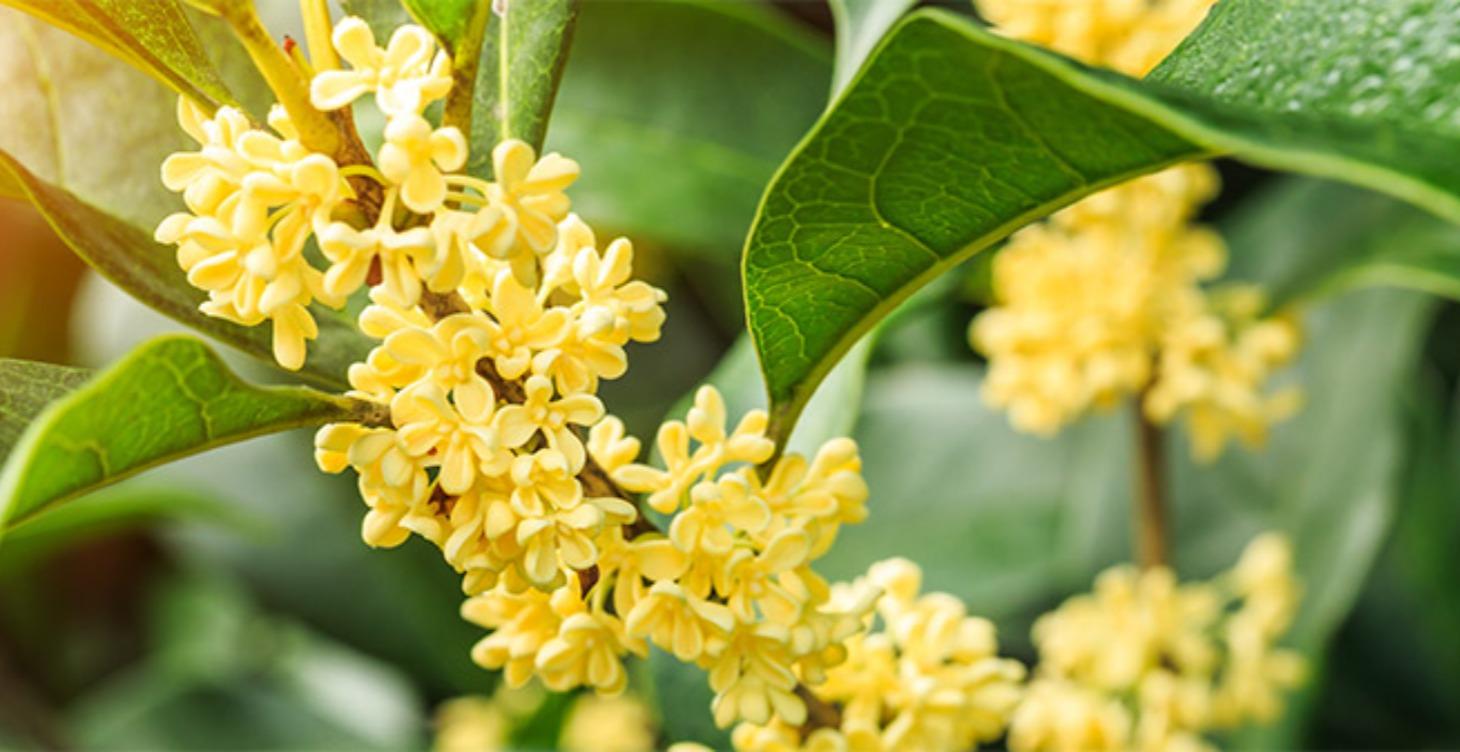Osmanthus Profile