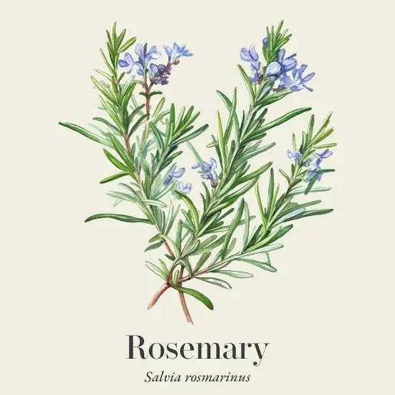 Focused Study Synergy staring Rosemary Essential Oil