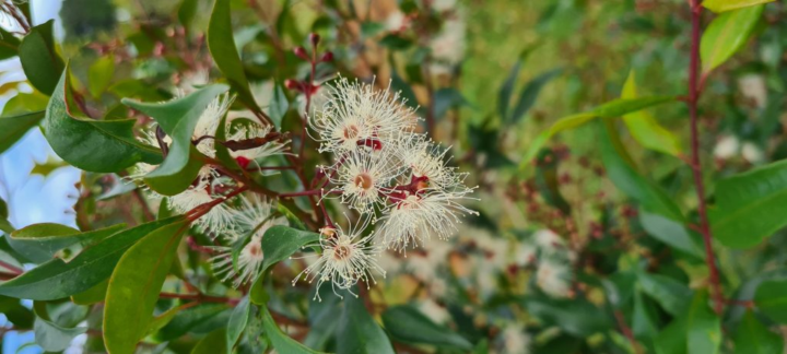 Mango Myrtle 