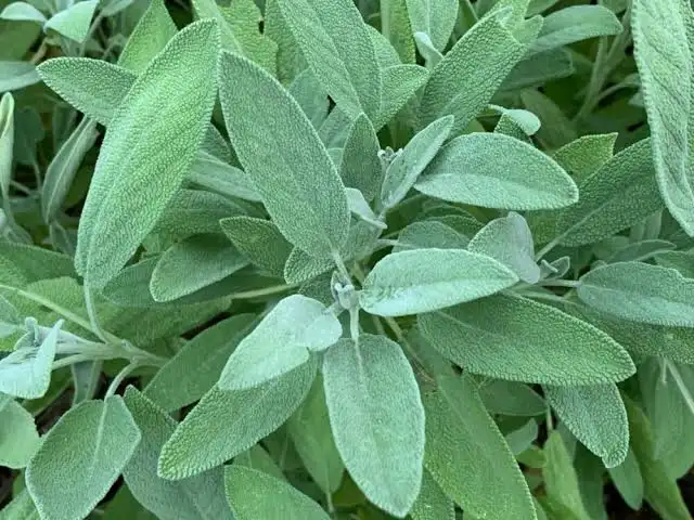 Salvia Officinalis Essential Oil