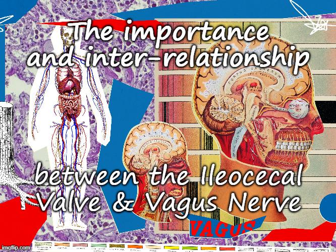 Importance & Inter-relationship of the Ileocecal valve and Vagus Nerve