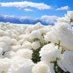 𝑭𝒂𝒕𝒊𝒎𝒂 𝑬𝒍𝒔𝒔𝒊𝒓