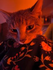 Marcsi Ratkainé Palásti