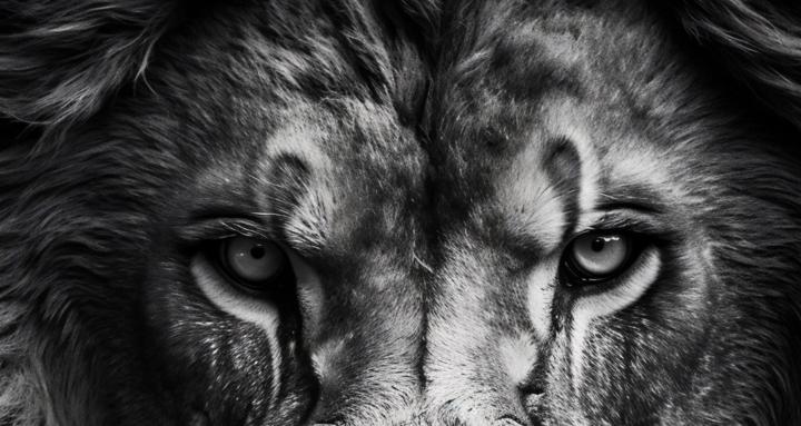 The Lion's Circle