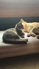 Abdennour Boulahcene