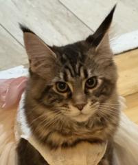 Tabby Elizondo