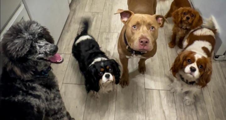 Ruffstic Paws Retreat 🐾