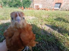 Aleksandra Aleksandra