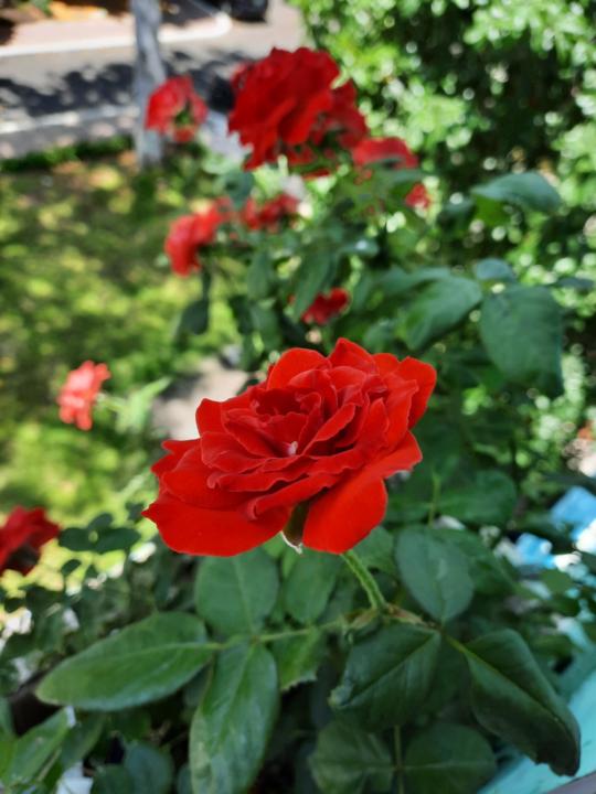 Nguyễn Thị Kim Hiếu