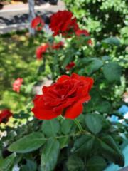 Nguyễn Thị Kim Hiếu