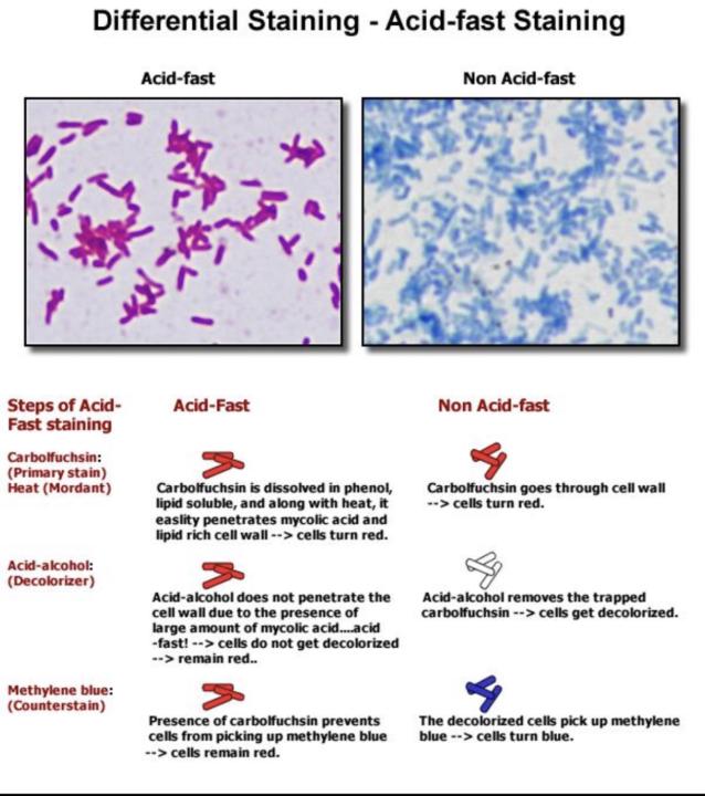 🧫 Stains Revisit Week 🔁 | Acid-Fast