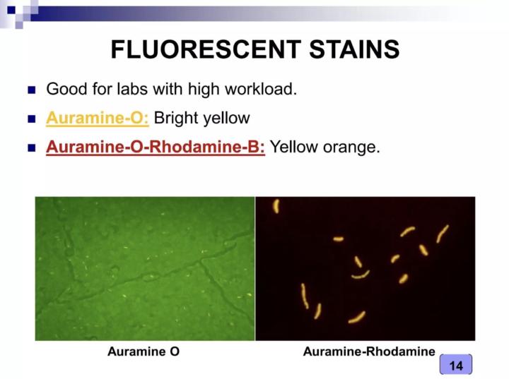 🧫 Stains Revisit Week 🔁 | Auramine–Rhodamine
