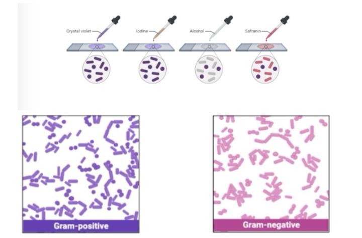 🔬  Micro Stain of the Week with Dede