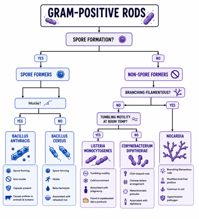 🧫 Gram-Positive Rod Family Tree 🌳