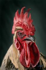 Jean-François Clement