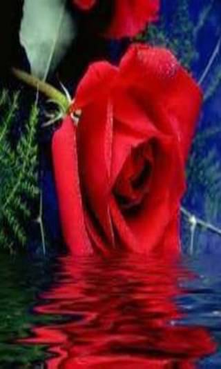 Nour Al'Deen