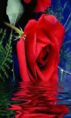 Nour Al'Deen