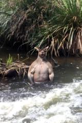 Noah Biniyam