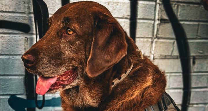 Pop Smoke K9 Training