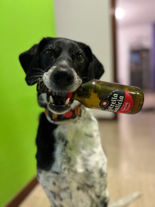 Jara Charro