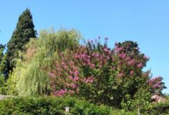 Marysol González Toledo