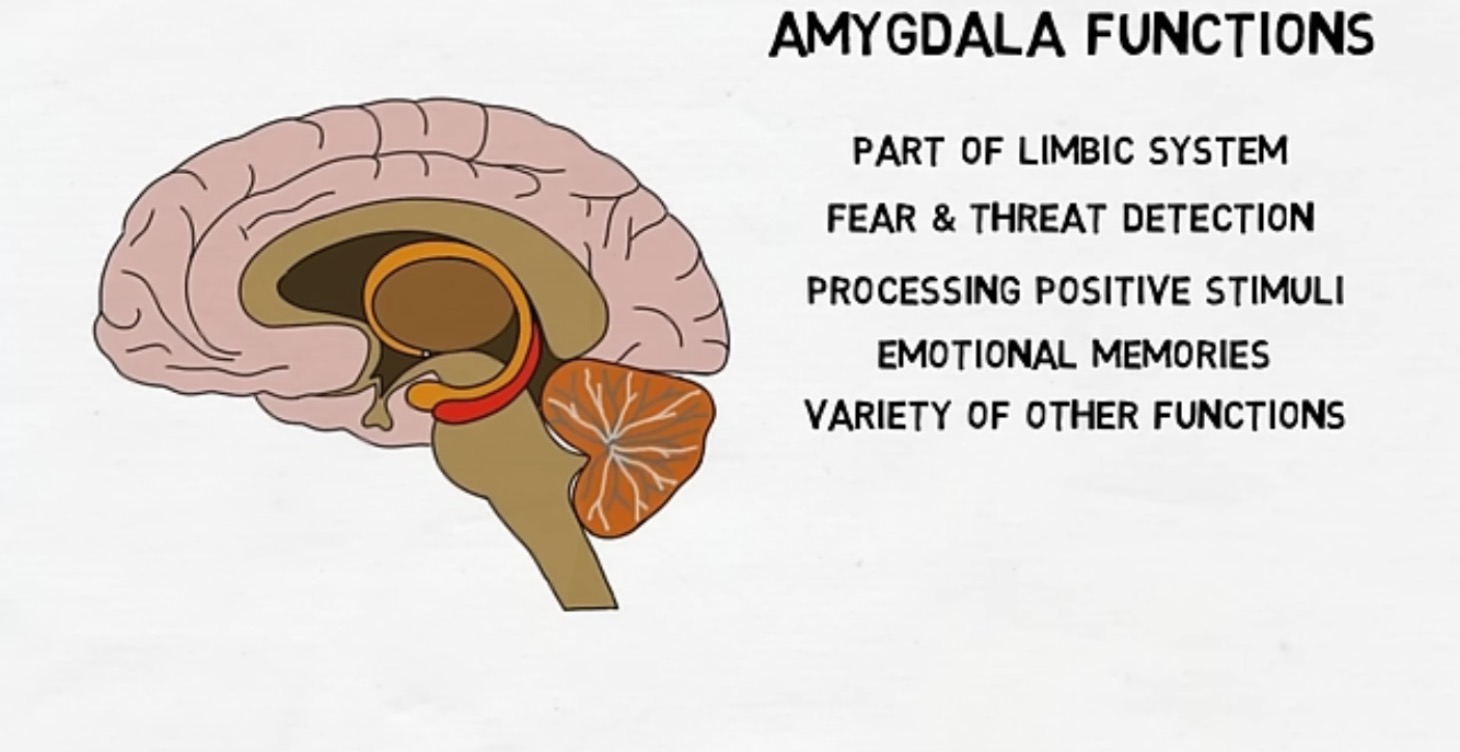 Limbic system