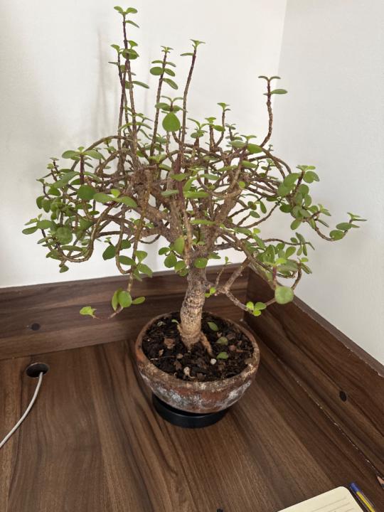 José Emilio De Nicolás Gutiérrez