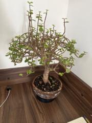 José Emilio De Nicolás Gutiérrez