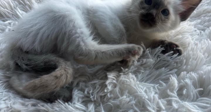Lavish Cattery
