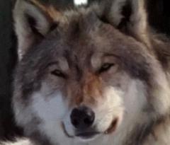 Picto Wolf