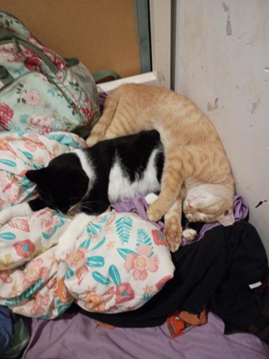 Hello yet again! The raccoon is unstable 😖