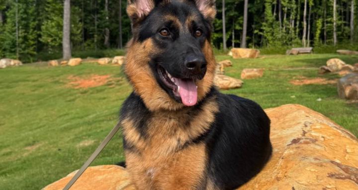 Triangle Family Dog Training