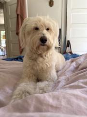 Stefanie von Pfetten