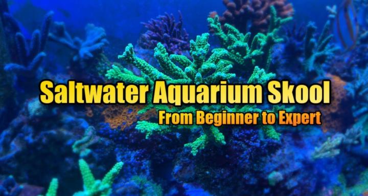 Saltwater Aquarium Skool