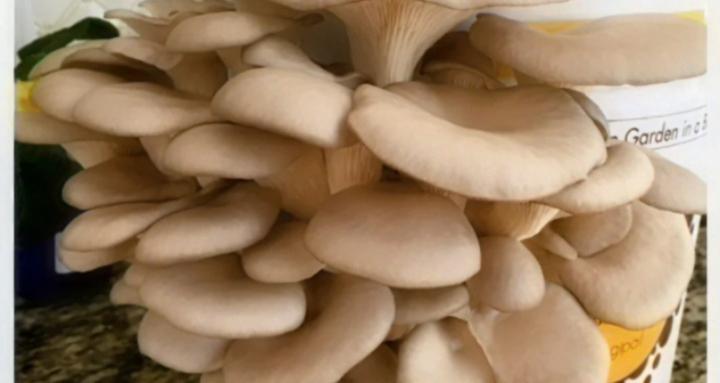 Mushroom growers North America