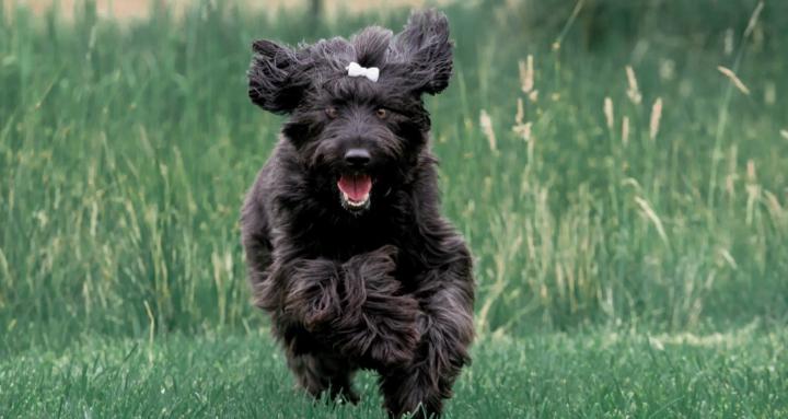 Hummelhunde