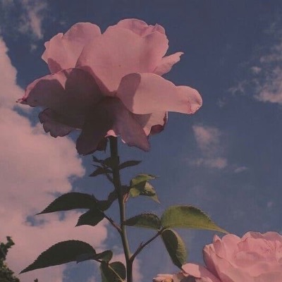 Carissa Moses-Saromi