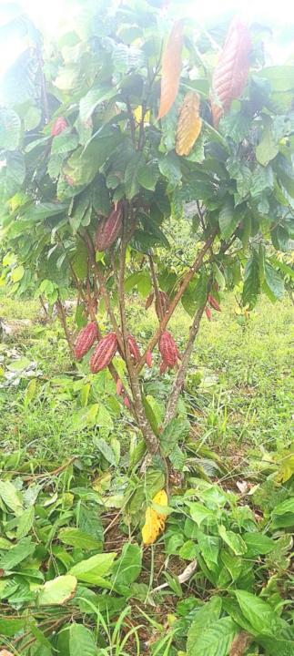 Christian Sierra tucno