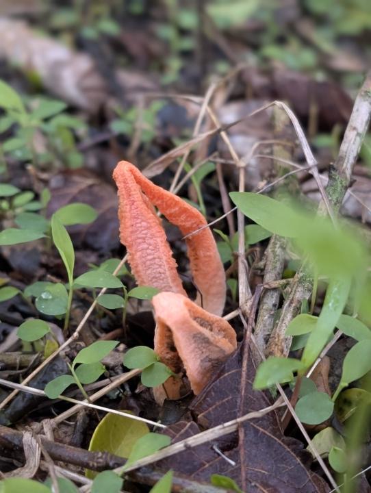 I went foraging for shrooms y'all and came up!