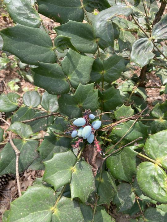 Edible berries?