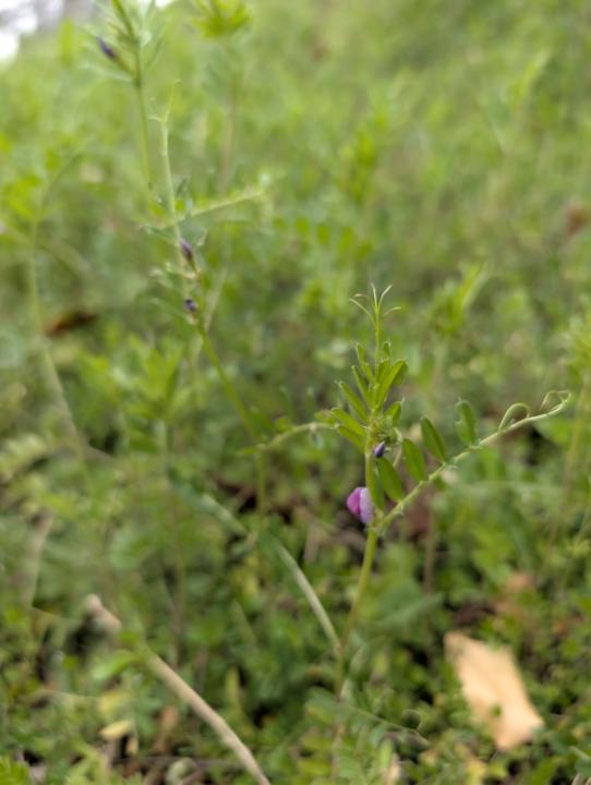 🌱 Plant of the week : the common vetch 🌱