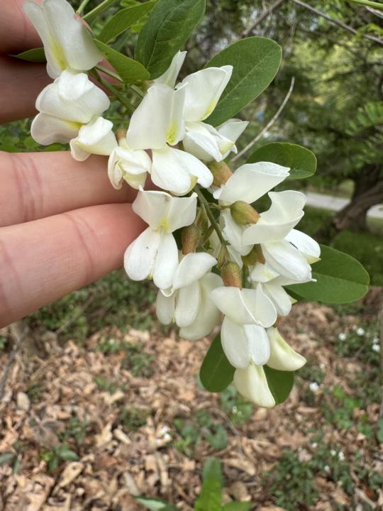 Black locust season - you've got to smell these